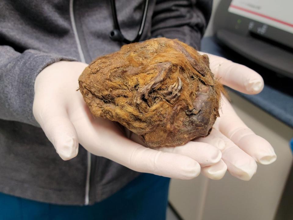 A mummified Arctic ground squirrel, found in the Yukon in 2018. 