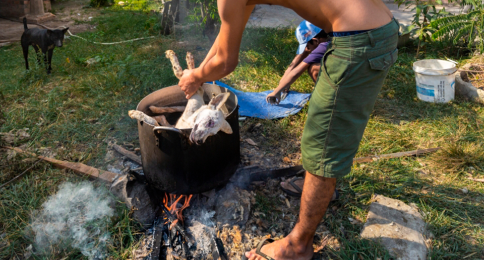 A farmer cooks a dead dog in a pot as another dog looks on at a farm outside of Phnom Penh.