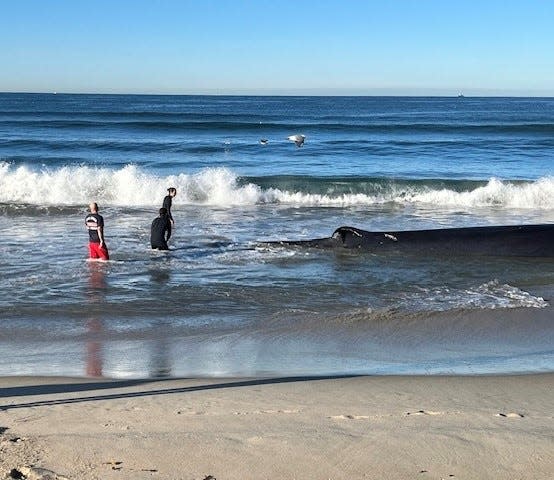 Authorities arrived at the scene with heavy equipment including skip loaders to move the whale into the water so it would float and be towable.