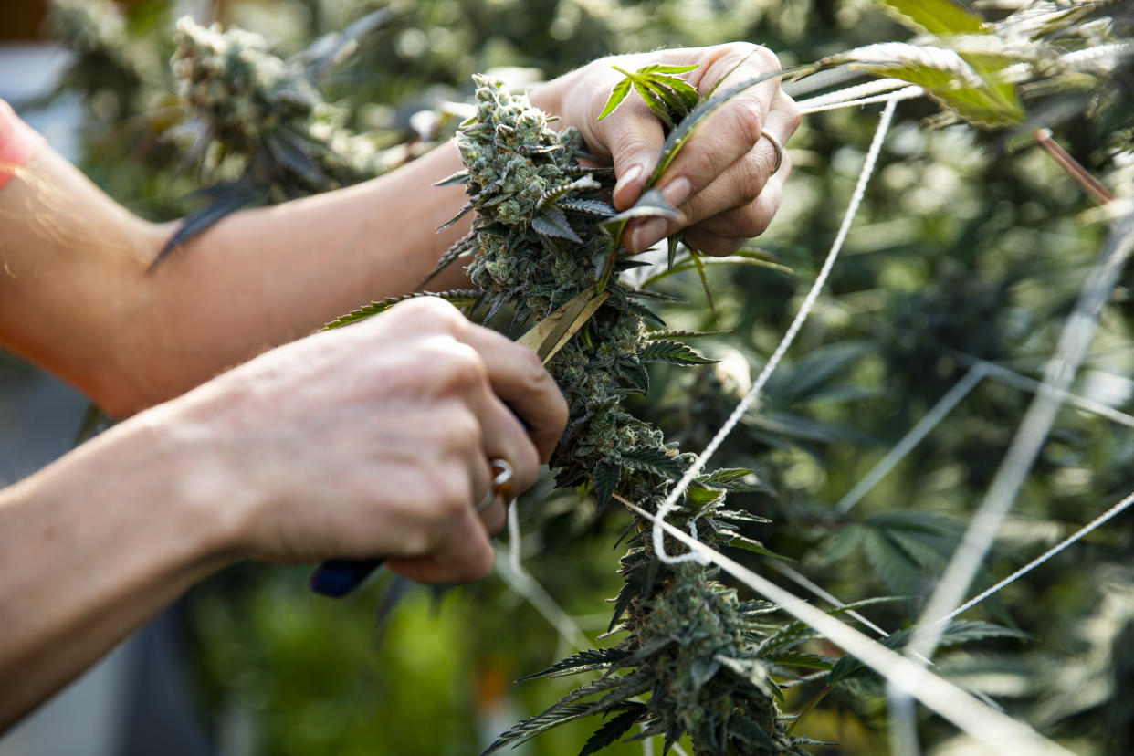 A woman trimming a marijuana plant ready for harvest.