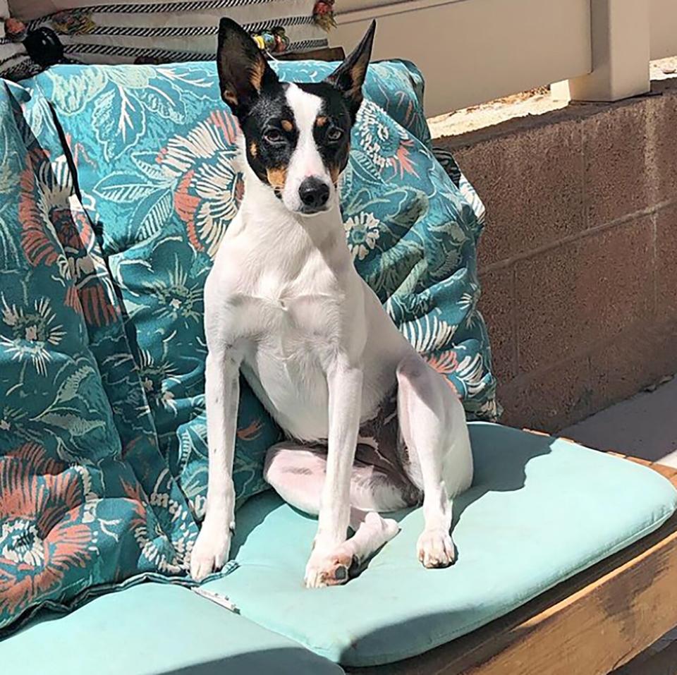 lanky jack rat sitting on outdoor patio chair