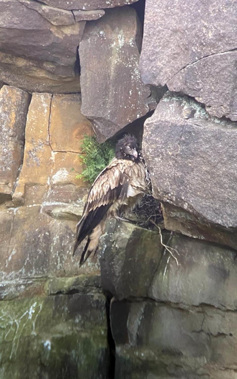 The bearded vulture is currently living on the moors above Sheffield. - Tim Birch/Derbyshire Wildlife Trust 