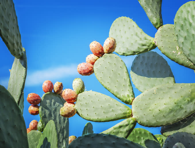 Nopal o Cactus Opuntia, su uso medicinal