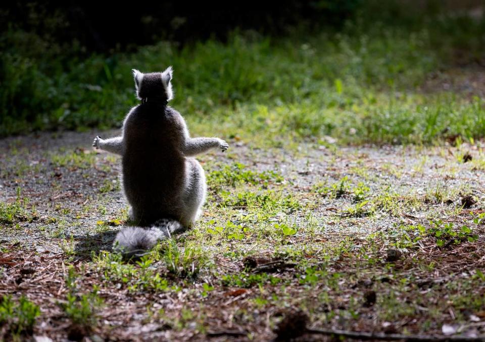 A Ring-tailed Lemur enjoys the morning sun in a forested enclosure at the Duke Lemur Center on Wednesday, April 12, 2023, in Durham, N.C.