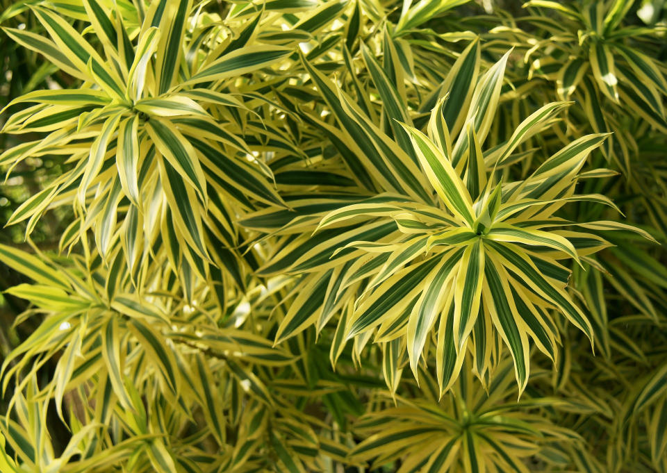 Dracaena reflexa  commonly known as Song of India is a tropical tree native to Madagascar and Mauritius as well as the other islands of the Indian ocean. It's grown as an ornamental plant. Several cultivars have been produced and this particular variegated with cream and yellow-green margins are very popular houseplant. They are propagated by stem cuttings.