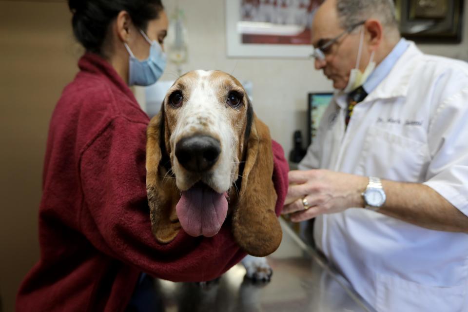 Louie is shown as Veterinarian Assistant, Cassandra Alayon holds him and Dr. Mark Salemi does an exam.  Thursday, January 28, 2021