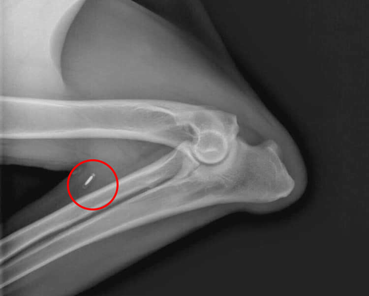 The X-ray of a dog’s front leg shows that the microchip that had been implanted at the dog’s shoulders had moved. Source: Facebook/Julie Ashleigh