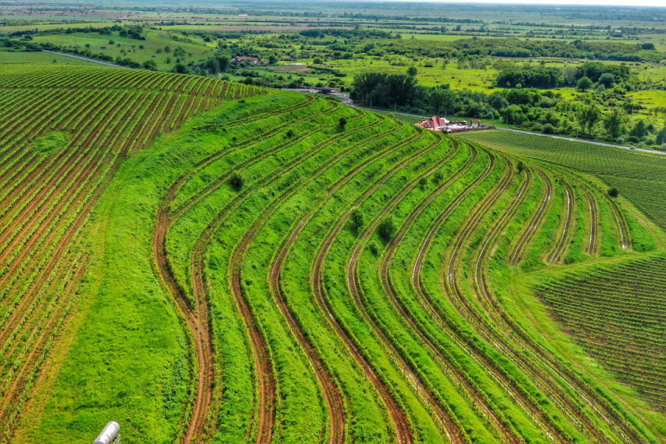 Chizay's steep Vineyard in Zakarpattia<p>Courtesy of Vyno Ukrainy</p>