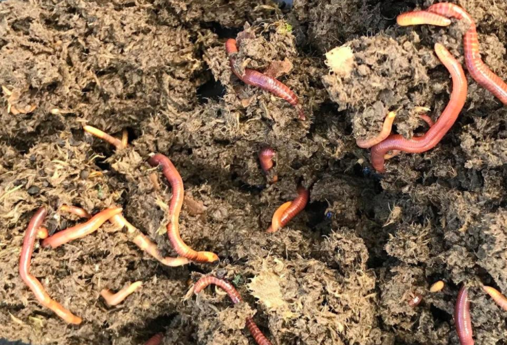 Red wrigglers work well in vermicomposting.