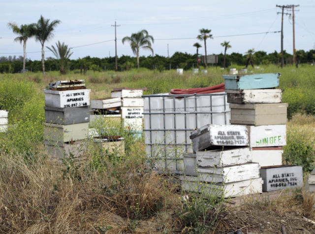 Colmenas de abejas son tan valiosas para la agricultura de California que  se las roban constantemente