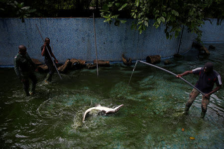 A Crocodile that was captured from a lagoon and temporarily kept in a zoo, is being caught in order to be transported and released in a national park, in Abidjan, Ivory Coast July 14, 2017. REUTERS/Luc Gnago