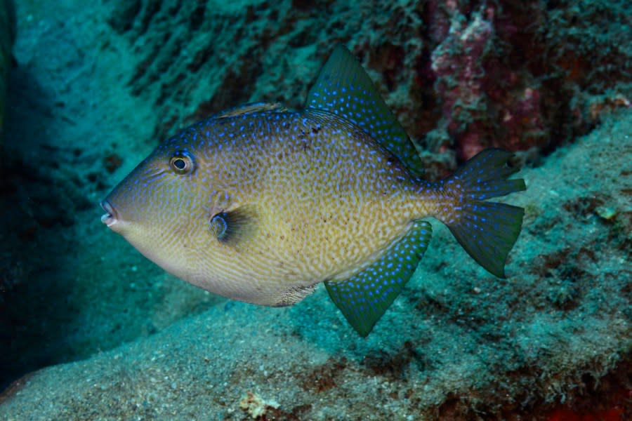 Gray triggerfish swimming in the Caribbean Sea. (Getty)