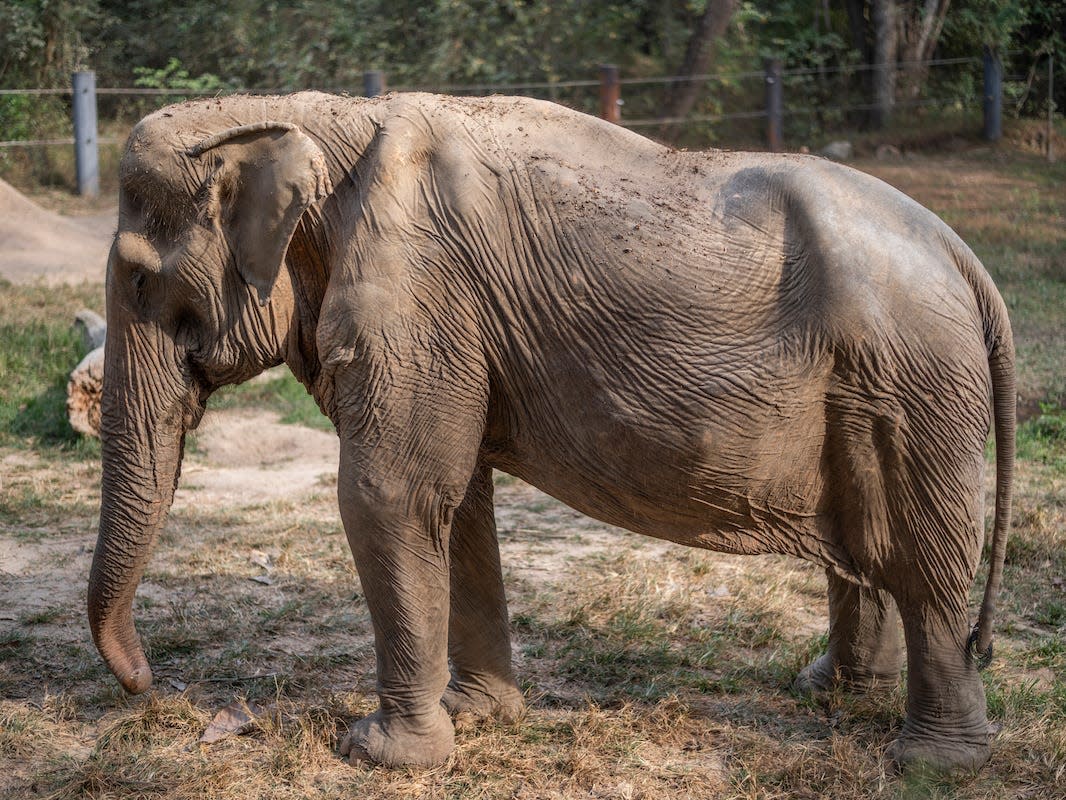 An emaciated elephant is shown standing sideways to the camera. The elephant's back has a marked dent in the spine.