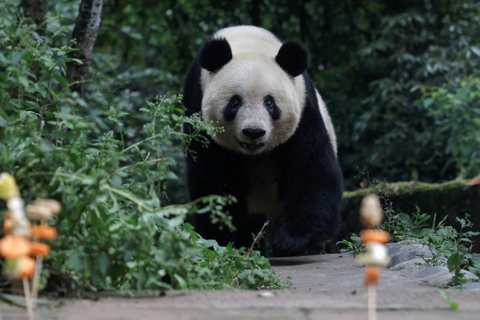 去年從日本上野動物園回到中國的大貓熊「香香」，12日在四川「中國大熊貓保護研究中心雅安碧峰峽基地」慶祝7歲生日。路透社