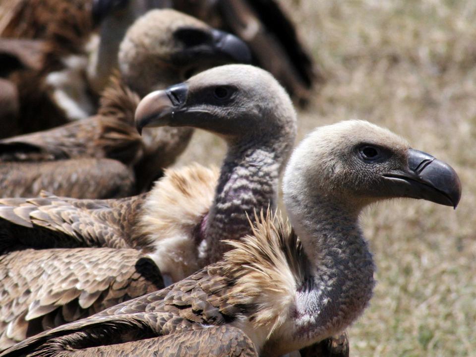 vultures stand in a line in grass