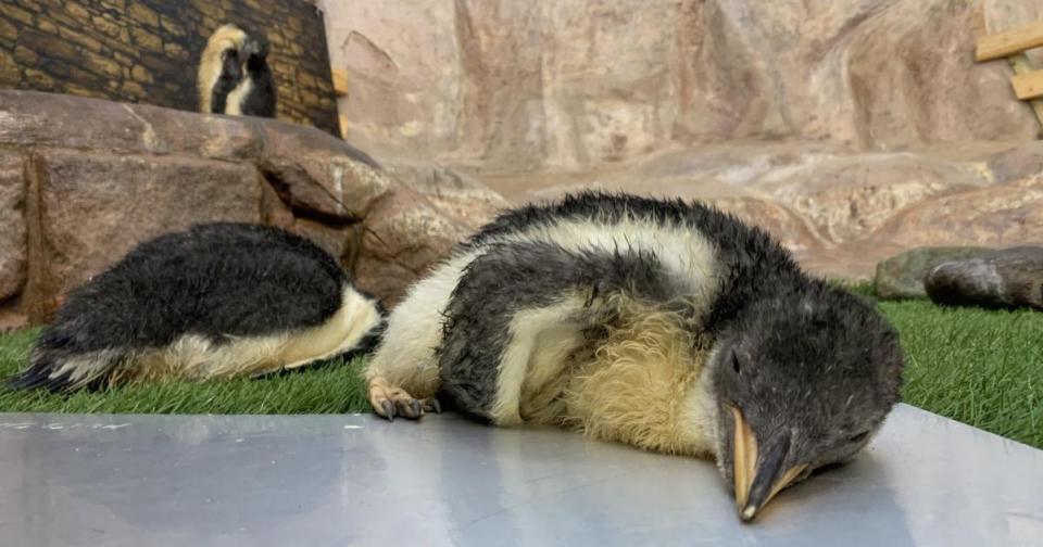 原來是因為太熱了，企鵝都不想動，躺在園方提供的降溫板上睡覺。（翻攝自Twitter／penKingdom）