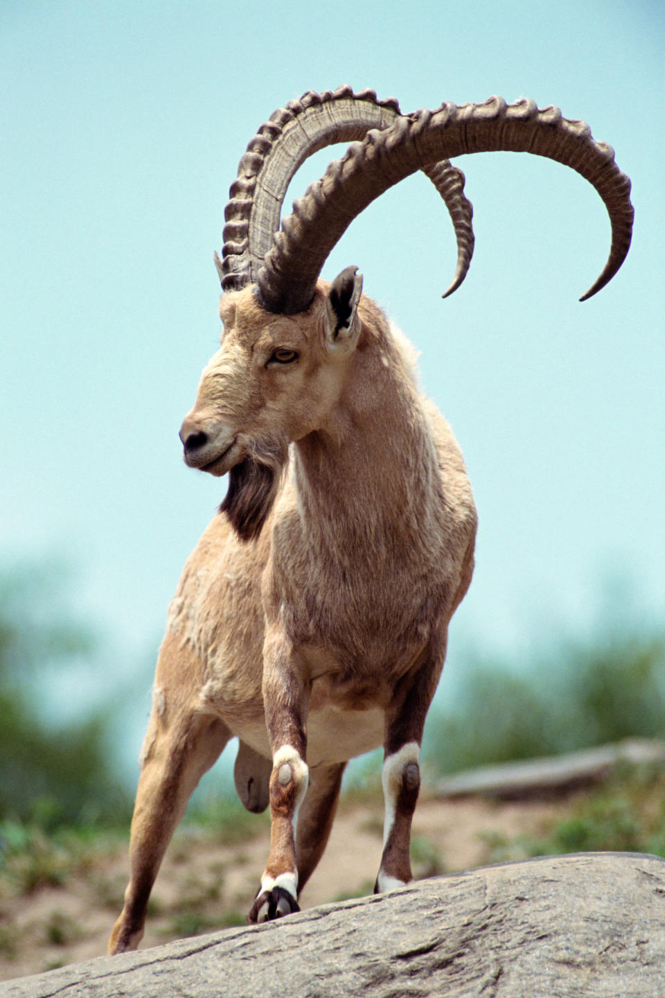 Nubian Ibex (Capra nubiana)