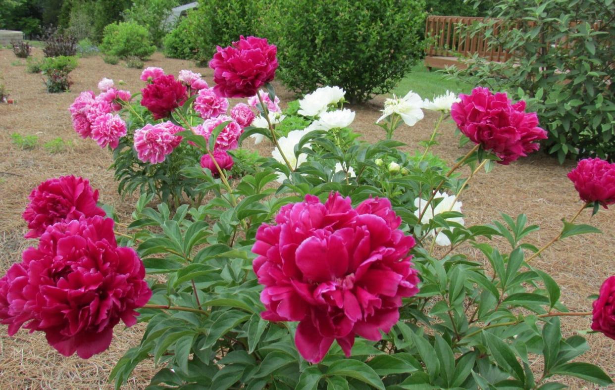 Pretty peonies are a trusted perennial.