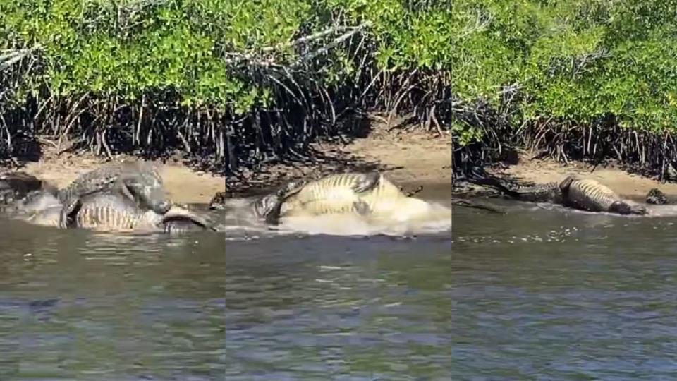 <div>Alligators were spotted fighting in the Florida Everglades. (Photo: Wes Bedell/@capt_wes_bedell)</div>