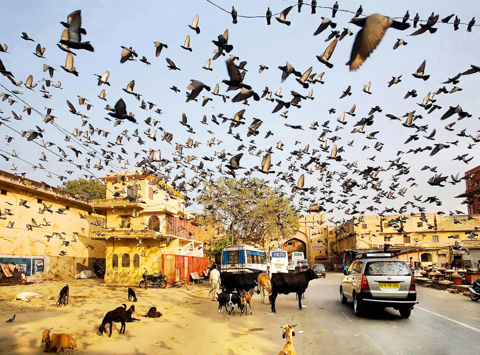 I was hanging around the Jaipur's suburbia when I noticed a cloud of birds in the air. I've just instinctively released the shutter. Soul of Sir Hitchcock lives here I thought. (Maciej Makowski, Poland, Shortlist, Travel, Open Competition 2013 Sony World Photography Awards) <br> <br> <a href="http://worldphoto.org/about-the-sony-world-photography-awards/" rel="nofollow noopener" target="_blank" data-ylk="slk:Click here to see the full shortlist at World Photography Organisation;elm:context_link;itc:0;sec:content-canvas" class="link ">Click here to see the full shortlist at World Photography Organisation</a>