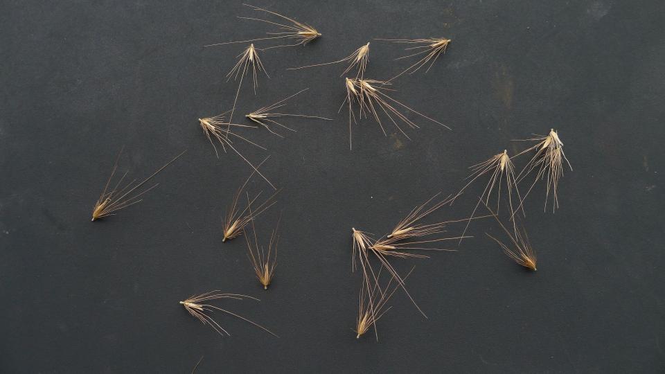 Seeds of Swamp Foxtail,&nbsp;Pennisetum alopecuroides.