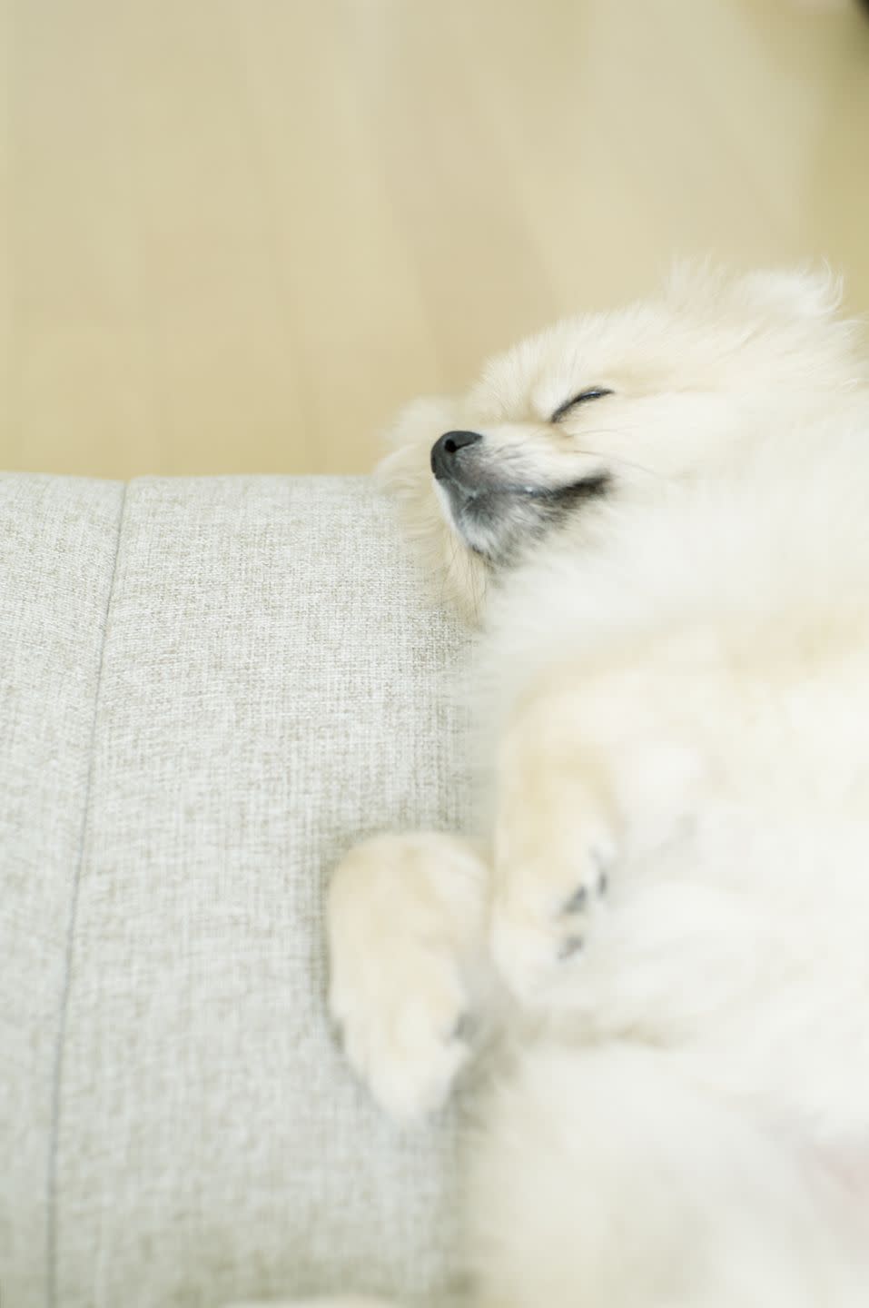 Japanese Spitz