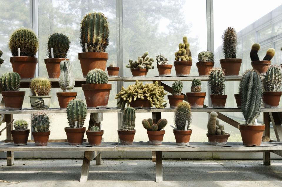 The 10 Best Types of Cactus Plants You Can Grow at Home