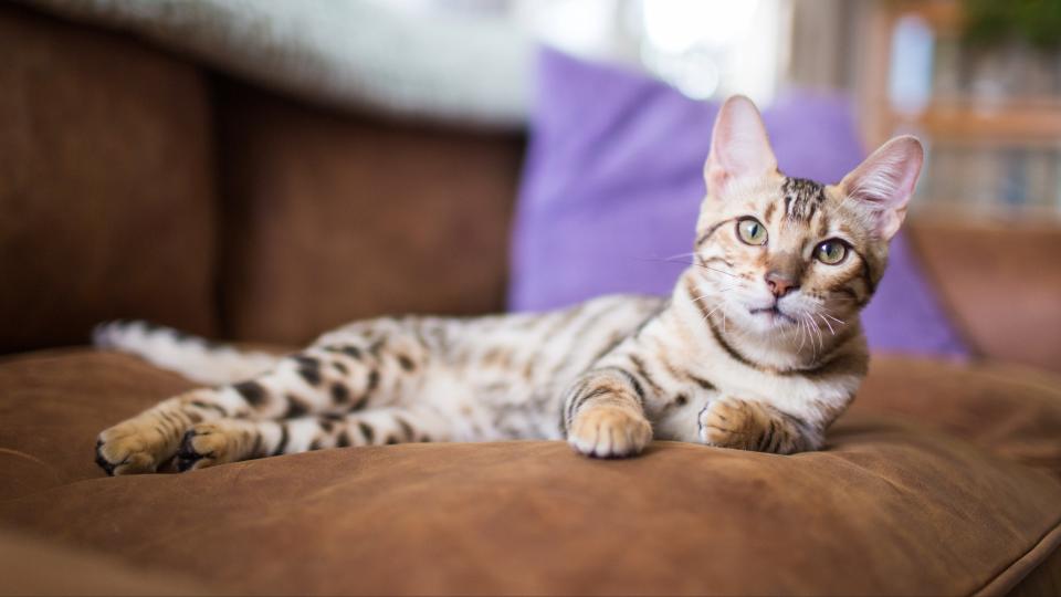 Bengal