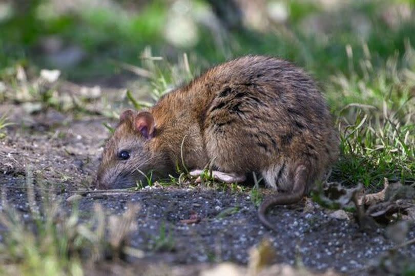 Brown rat in a domestic garden
