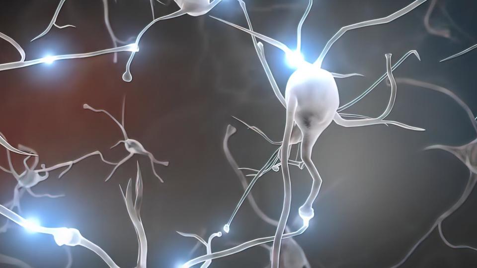 neuronas