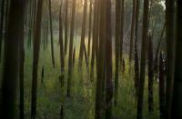 It's springtime in the bamboo-forested hills surrounding eastern China's Lin'an city, and that means busy mornings of harvesting, packing and selling tonnes of the edible bamboo shoots that the region is famous for