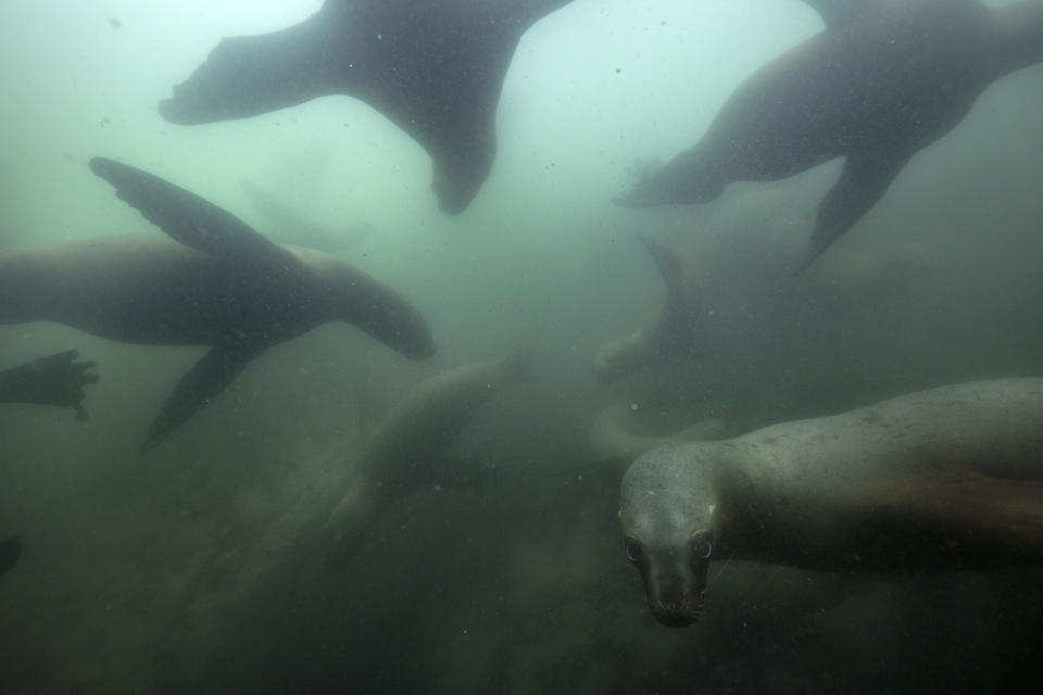 Sea lions swim near the Palomino Islands in El Callao district of Lima, Peru, Saturday, Sept. 29, 2018. Just a few minutes from the international airport in Lima, there is a tour where tourists can see thousands of sea lions and also bathe in the Pacific Ocean with them. (AP Photo/Rodrigo Abd)