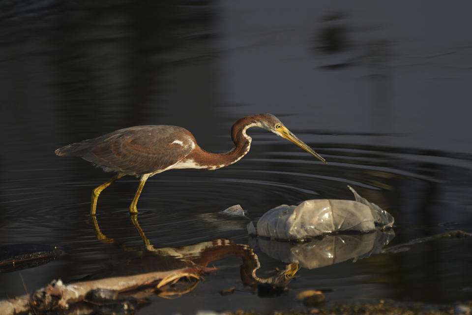 A heron walks amid plastic debris on the shore nearly three weeks after Hurricane Otis hit Acapulco, Mexico as a Category 5 storm, Friday, Nov. 10, 2023. (AP Photo/Marco Ugarte)