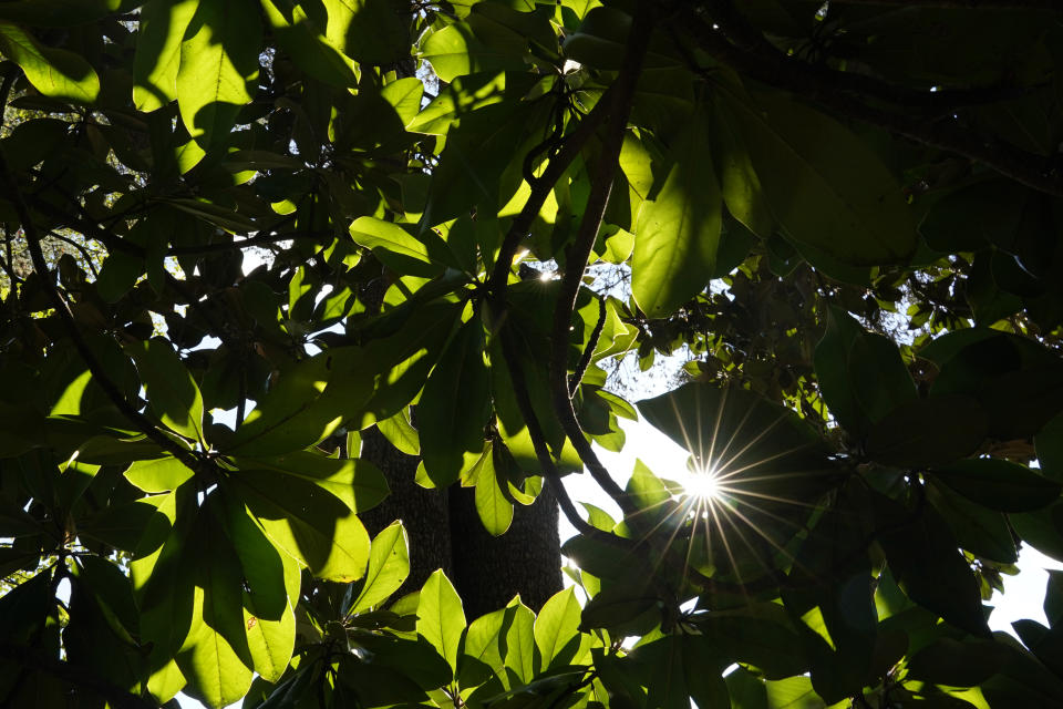 Sunlight breaks through a Southern Magnolia tree during the White House Fall Garden Tour in Washington, Saturday, Oct. 8, 2022. (AP Photo/Carolyn Kaster)