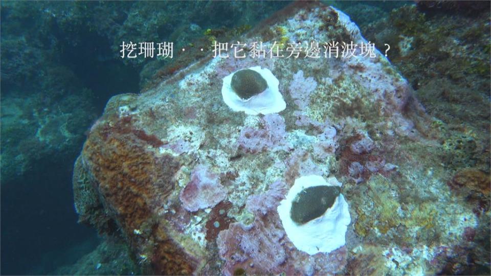 挖掘活珊瑚挨轟？海生館：合法珊瑚復育計畫