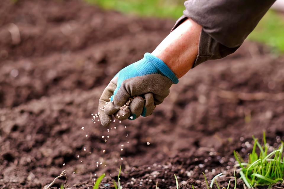 A gloved gardener sprinkles grass seed on graded soil. 
