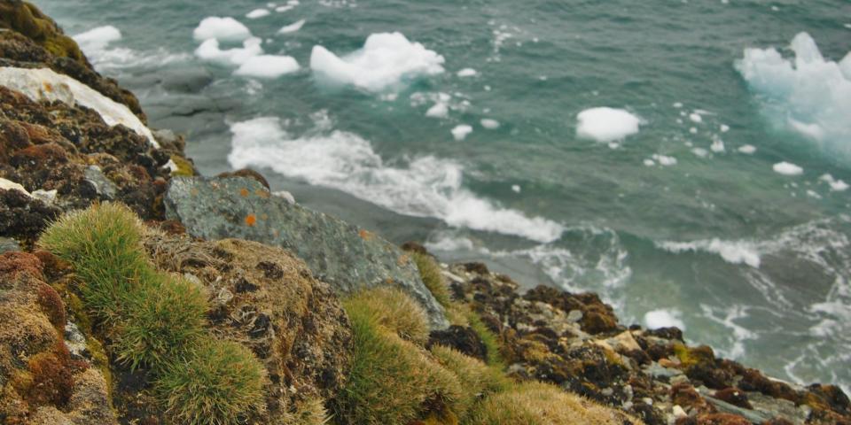 Plants growing in Antarctica are shows against a backdrop of icebergs in the water