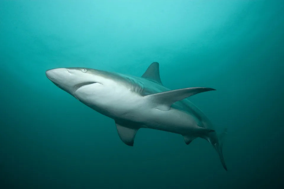 A blacktip shark is pictured swimming in the Indian Ocean.