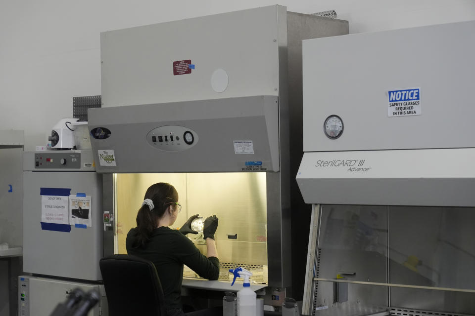 California Cultured's Erika Cavanaugh collects biological materials from cell lines for experimentation and production at the company's lab in West Sacramento, Calif., Wednesday, Aug. 28, 2024. (AP Photo/Jeff Chiu)