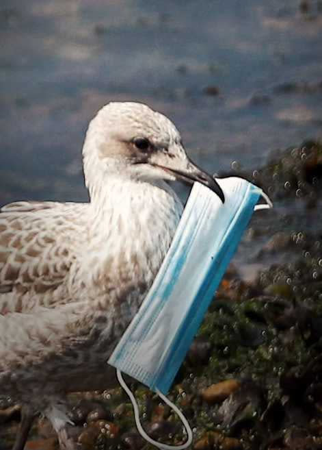  一隻海鳥用喙銜著廢棄的口罩。（圖／Plaxtil）