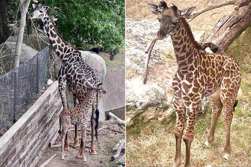 <p>Cameron Park Zoo/Facebook</p> Baby giraffe dies days after momma giraffe dies