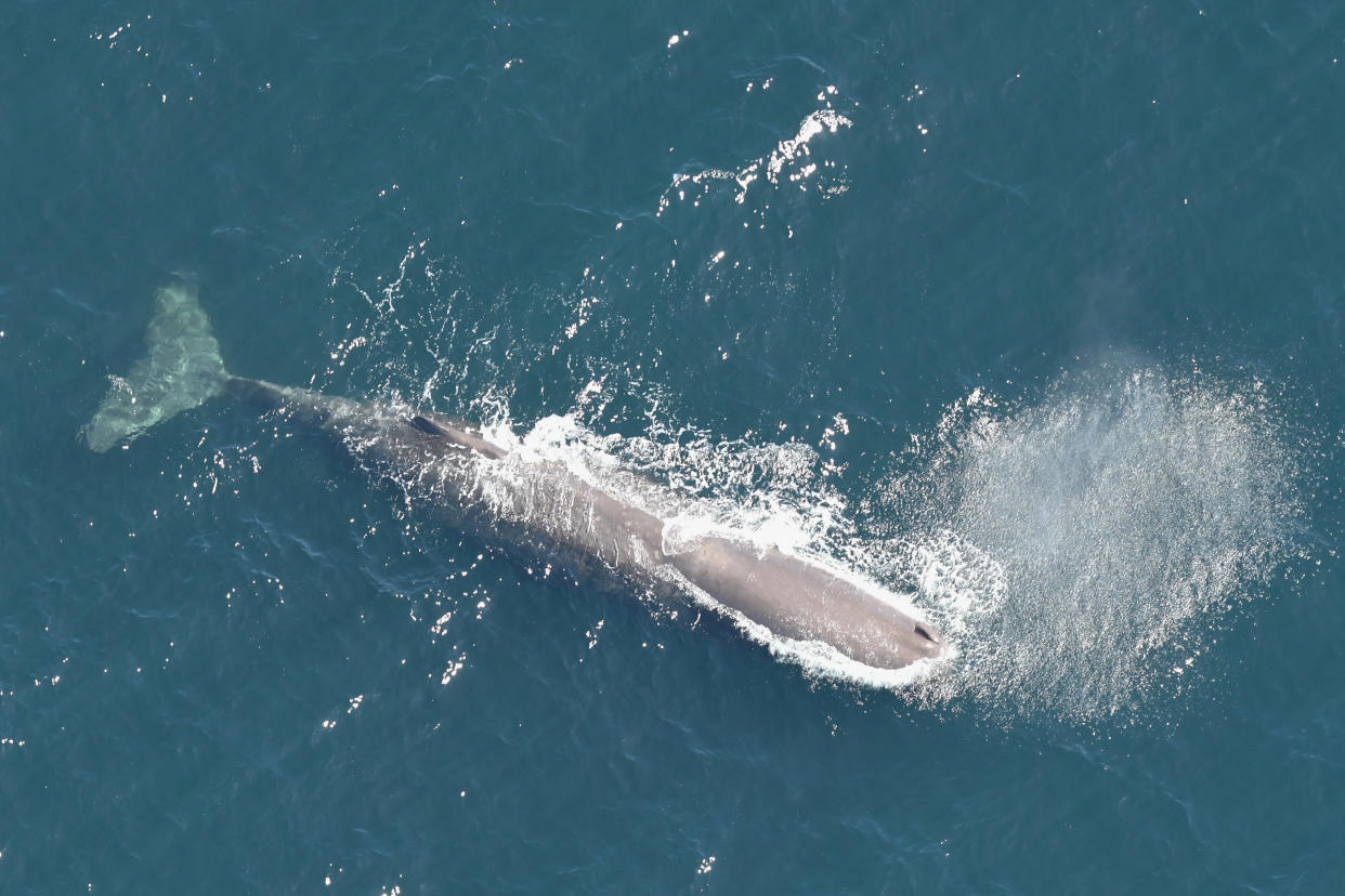 A sperm whale swims just outside the monument in the Atlantic Ocean in 2017. (Photo: New England Aquarium’s Anderson Center for Ocean Life aerial survey of Northeast Canyons and Seamounts Marine National Monument)