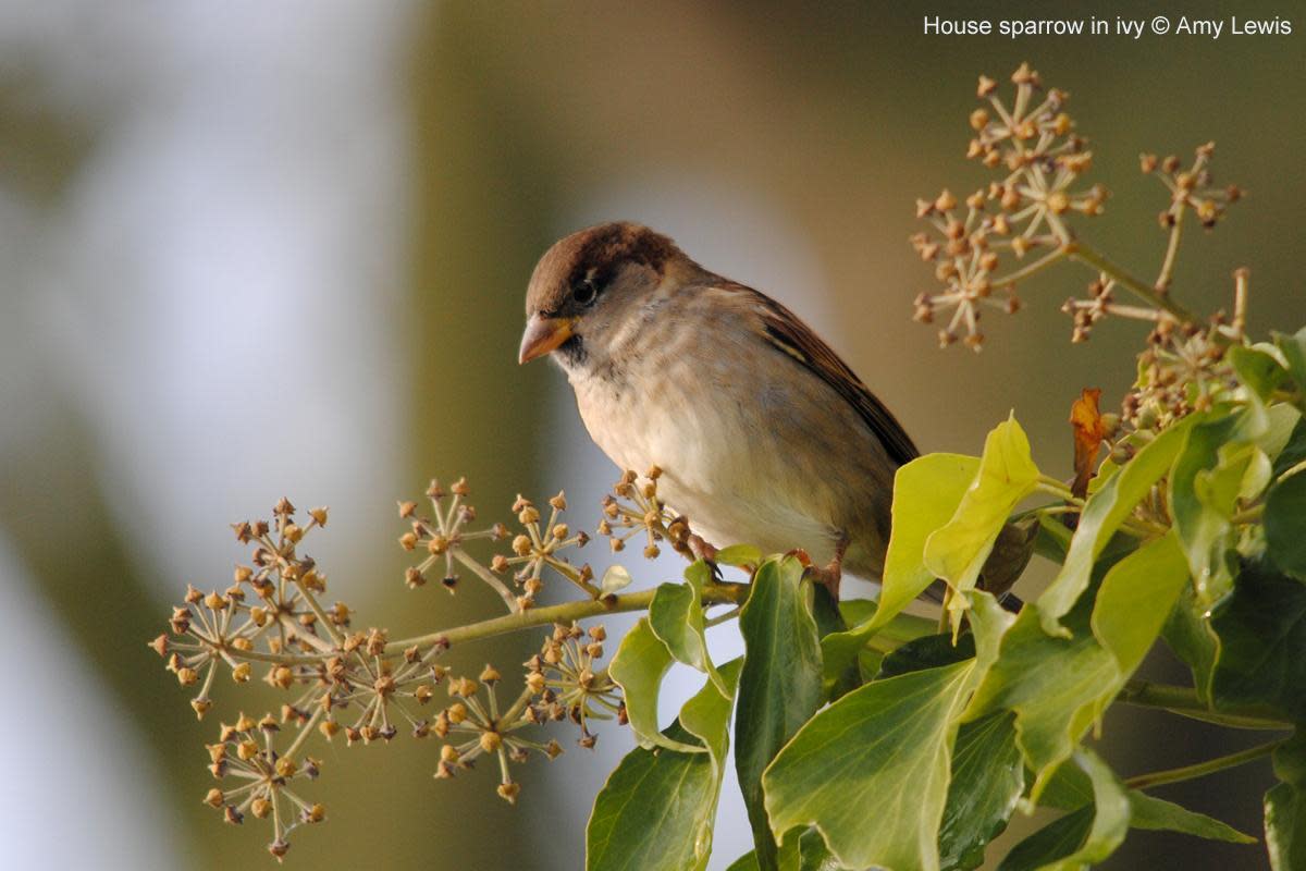 During the spring, ivy provides nesting space for robins, wrens and dunnocks