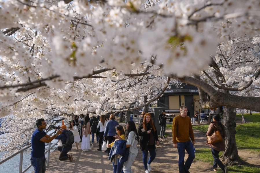 Cherry trees in Washington are hitting their peak bloom in late March. (Photo: AP)