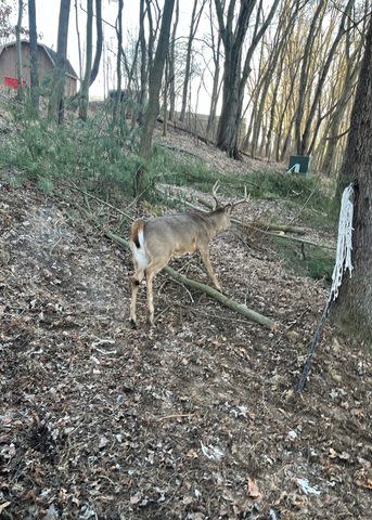 <p>New Philadelphia Police Department</p> Deer returning to the wild after being freed from a hammock by the New Philadelphia Police Department