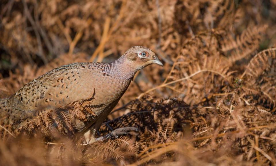 A female pheasant, almost fully camouflaged among autumnal ferns