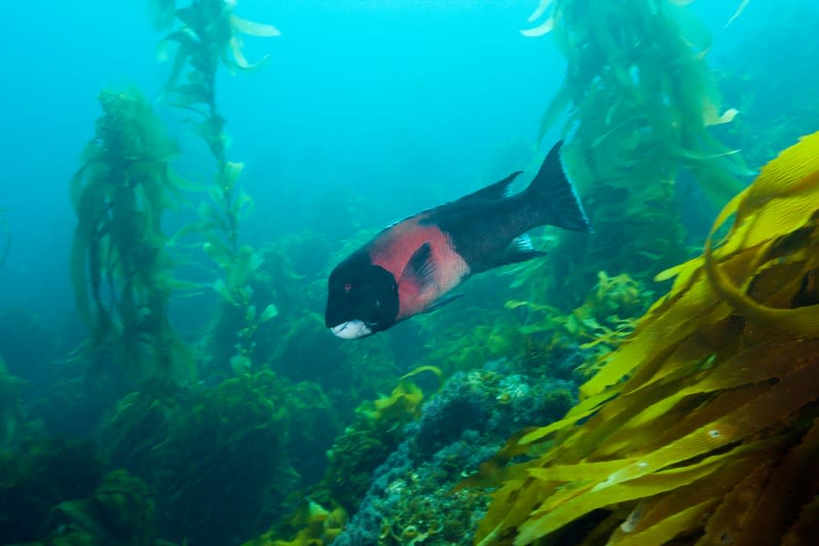 California Sheephead Wrasse, Semicossyphus pulcher, San Benito Island, Mexico. (Photo by Reinhard Dirscherl/ullstein bild via Getty Images)