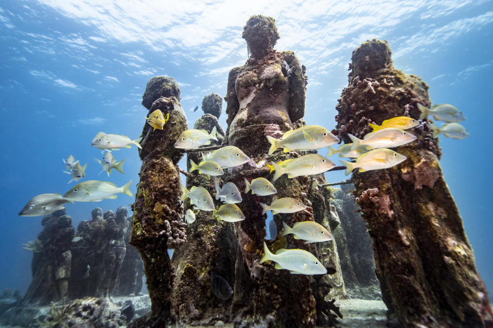 Musa: Diseños para regenerar la vida coralina en Yucatán.