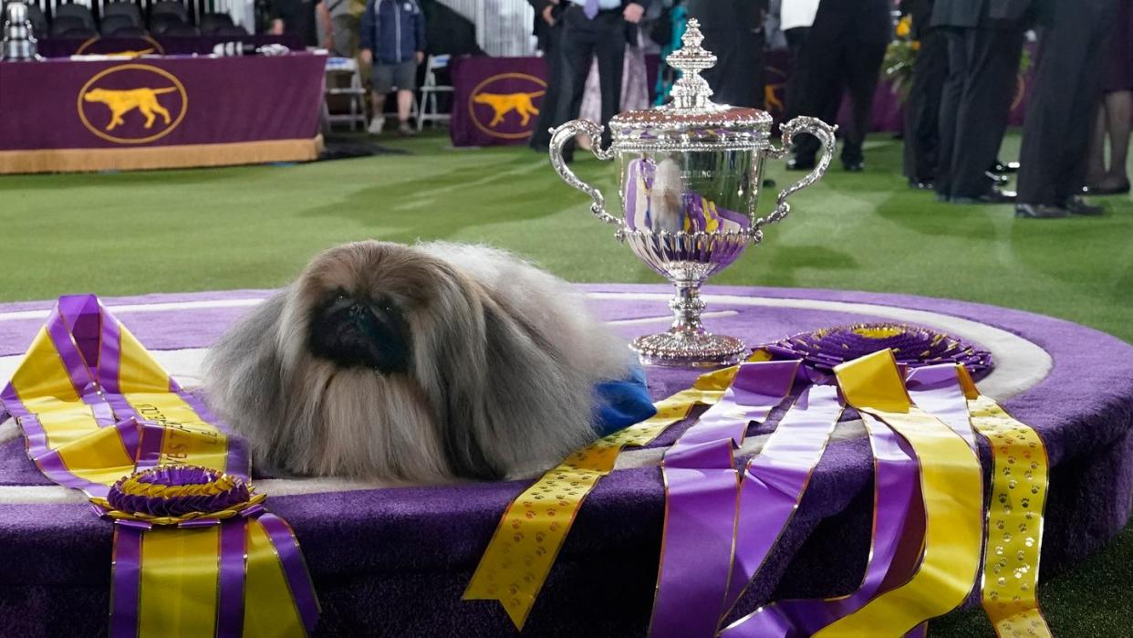 Der Pekinese Wasabi bei der Preisverleihung nach der Westminster Kennel Club Hundeshow.