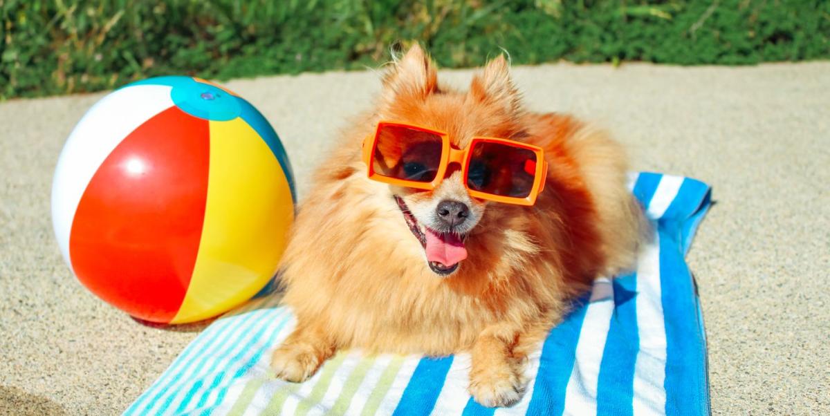 The Dog Days of Summer: Man's best friend(s) take in a Phillies game, lives  to tell about it